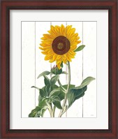 Framed Cottage Sunflower