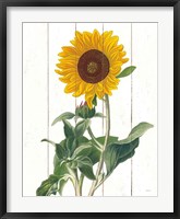 Framed Cottage Sunflower
