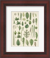 Framed Assortment of Leaves II No Numbers