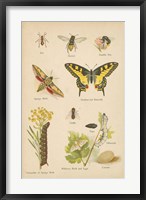 Framed Natural History Book VI