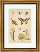 Framed Natural History Book VI