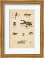 Framed Natural History Book IV