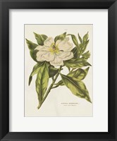 Framed Herbal Botanical II Flower