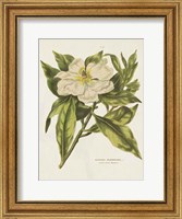 Framed Herbal Botanical II Flower