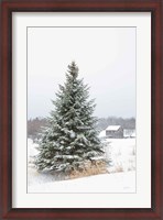 Framed Perfect Pine Tree
