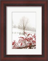 Framed Red on White