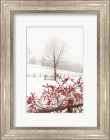 Framed Red on White