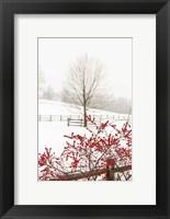 Framed Red on White