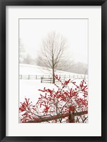 Framed Red on White