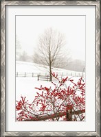 Framed Red on White