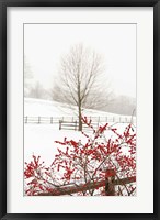 Framed Red on White