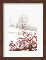 Framed Red on White