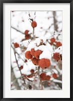 Framed Snowcapped