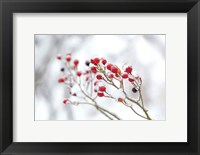 Framed Winter Berries II