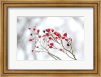 Framed Winter Berries II