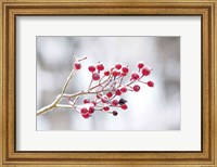 Framed Winter Berries I