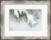 Framed Snowy Bough