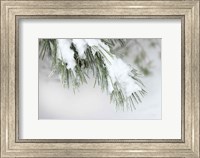 Framed Snowy Bough