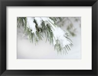 Framed Snowy Bough