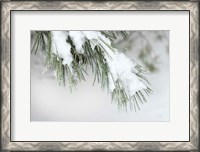 Framed Snowy Bough