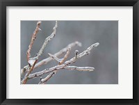 Framed Glistening Branches II