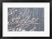 Framed Glistening Branches I