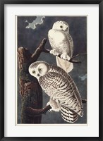 Framed Pl 121 Snowy Owl