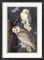 Framed Pl 121 Snowy Owl