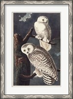 Framed Pl 121 Snowy Owl