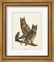 Framed Pl 61 Great Horned Owl
