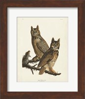 Framed Pl 61 Great Horned Owl