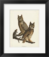 Framed Pl 61 Great Horned Owl