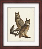 Framed Pl 61 Great Horned Owl