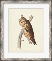 Framed Pl 383 Long-eared Owl