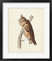 Framed Pl 383 Long-eared Owl