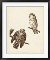 Framed Pl 380 Tengmalm's Owl