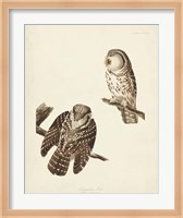 Framed Pl 380 Tengmalm's Owl