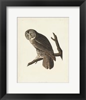 Framed Pl 351 Great Cinereous Owl