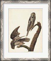 Framed Pl 378 Hawk Owl