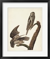 Framed Pl 378 Hawk Owl
