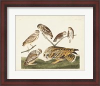 Framed Pl 432 Burrowing Owl