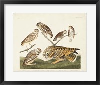 Framed Pl 432 Burrowing Owl