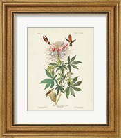 Framed Pl 379 Ruff-necked Hummingbird