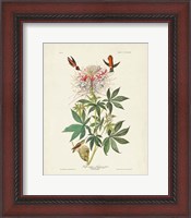 Framed Pl 379 Ruff-necked Hummingbird