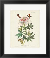 Framed Pl 379 Ruff-necked Hummingbird