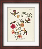 Framed Pl 184 Mango Hummingbird