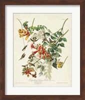 Framed Pl 47 Ruby-throated Hummingbird
