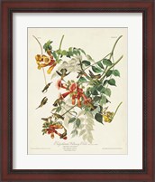 Framed Pl 47 Ruby-throated Hummingbird