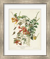 Framed Pl 47 Ruby-throated Hummingbird