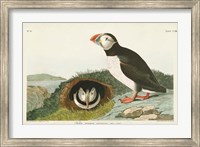 Framed Pl 213 Puffin